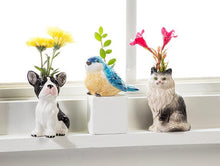 Load image into Gallery viewer, Ceramic sitting French bulldog bud vase in glossy black and white with a small opening at the top, shown on a white background