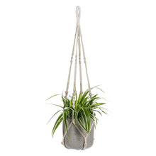 Load image into Gallery viewer, Molly Macramé Plant Hangers, Set of 5